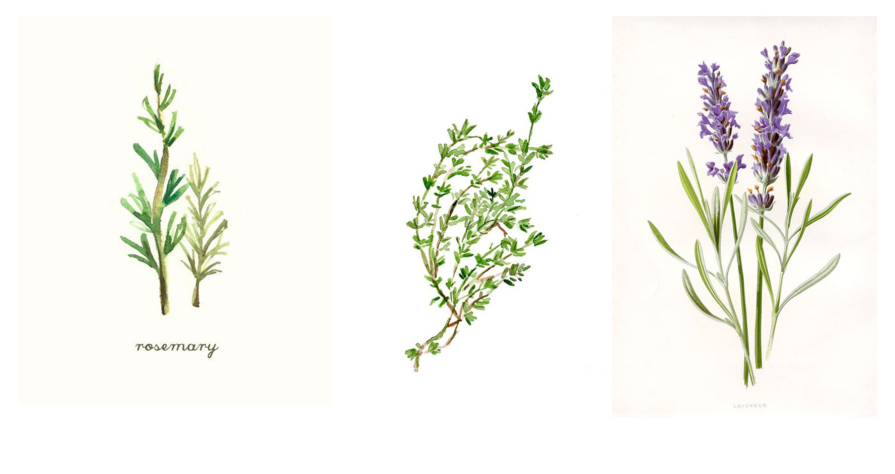 rosmary-thyme-and-lavender